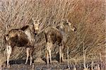 Moose Cow and Calf Saskatchewan Canada