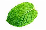 Isolated macro of fresh mint leaf