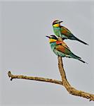 bee eaters birds on the sky background