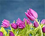 tulips pink flowers on blue studio shot background