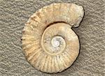 fossil spiral snail stone real ancient petrified shell over beach sand