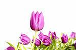 tulips pink flowers isolated on white background studio shot