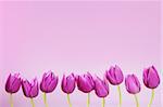 pink tulips flowers in a row group line arrangement on pink background