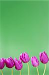 pink tulips flowers in a row group line arrangement on green background