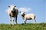 Schaf und Lamm auf der Wiese
