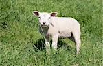 Cute lamb in spring in the meadow, the Netherlands