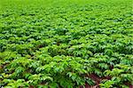 rows of green potato plant in field