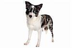 Border Collie sheepdog in front of a white background