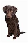 Labrador retriever in front of a white background