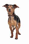 Miniature Pinscher in front of a white background