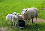 curious sheep with three lambs watching the photographer
