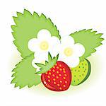 Ripe strawberries and green with flowers. Illustration on white background