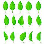 Various types and shapes of green leaves. Illustration on white background