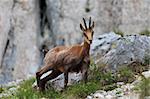 a chamois who goes on a mountain near