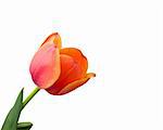 Tulip isolated on white background with copy space