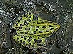 Northern Leopard Frog (Rana pipiens) at North Bass Lake in the northwoods of Wisconsin.