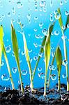 spring grass plants is growing out of ground in the rain, on blue background