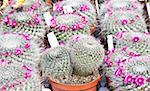 Small cactus plants in a market during a sunny day