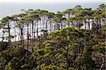 Forest by the sea - Florida, Gulf of Mexico