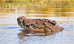Single Crocodile (Crocodylus niloticus) in the river in Botswana