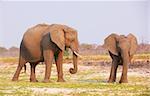 Large African elephants (Loxodonta Africana) eating in savanna in Botswana