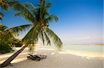 deck chair under a palm-tree on a tropical beach