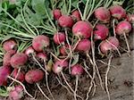 bunch of fresh radishes with tops on old wooden background