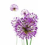 Beautiful Allium / abstract composition on white background