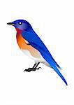 colorful vector bird, also available in scalable vector format in eps 8 standard vector file for easy incorporation in any design uisng any standard vector editing software.