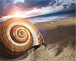 Large seashell in the sand at sunset