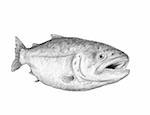 drawing of great salmon on white background