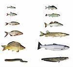 fish of rivers and lakes on white background