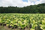 plantation of tobacco on background of forest