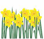 Vector illustration of daffodils