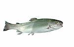 alive trout on white background