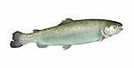 alive rainbow trout on white background