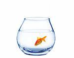 gold fish in spherical aquarium on white background