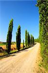 Cypress Alley Leading To The Farmer's House In Tuscany