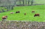 Cows and Bulls Grazing on Alpine Meadows in The Pyrenees