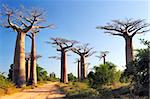 Avenue of baobabs tree at Madagascar