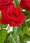 Beautiful bouquet of bright red roses on a light background