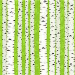 seamless birch stems illustration as spring texture background