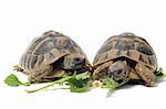 Two Testudo hermanni tortoises eating on a white isolated background