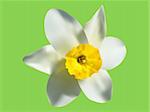 vector illustration of the spring narcissus flower