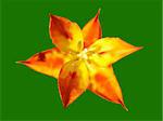 Vector illustration of the orange star tulip flower