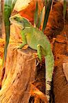 Agama sitting on the branch