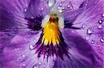 Close-up (macro) of the bloom wet with dew -