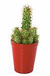 Long cactus in a red pot isolated on a white background