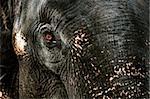 Closeup of the tearing eye of an Asian elephant.