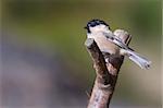 Willow Tit (Poecile montanus) perched on a branch